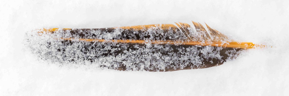 Feather