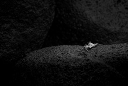 rdl_20080409_1647.jpg