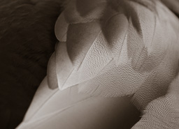 rdl_20100408_2653.jpg
