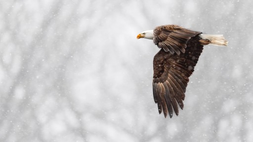 Bald Eagle