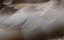 rdl_20100408_2651-GP.jpg