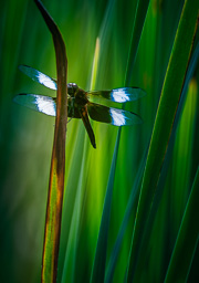 rdl_20110709_5471-CR2_DxO_DeepPRIME_E-2_E.jpg