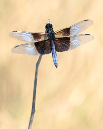 rdl_20230718_3940_E.jpg